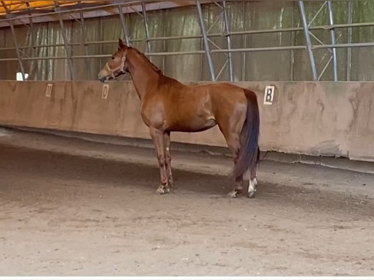German Sport Horse Mare 3 years 15,2 hh Chestnut-Red in Illingen