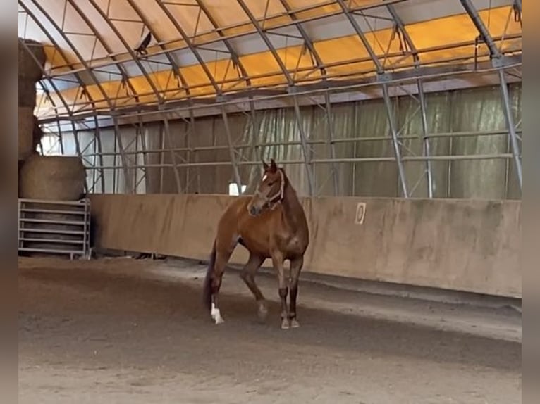 German Sport Horse Mare 3 years 15,2 hh Chestnut-Red in Illingen