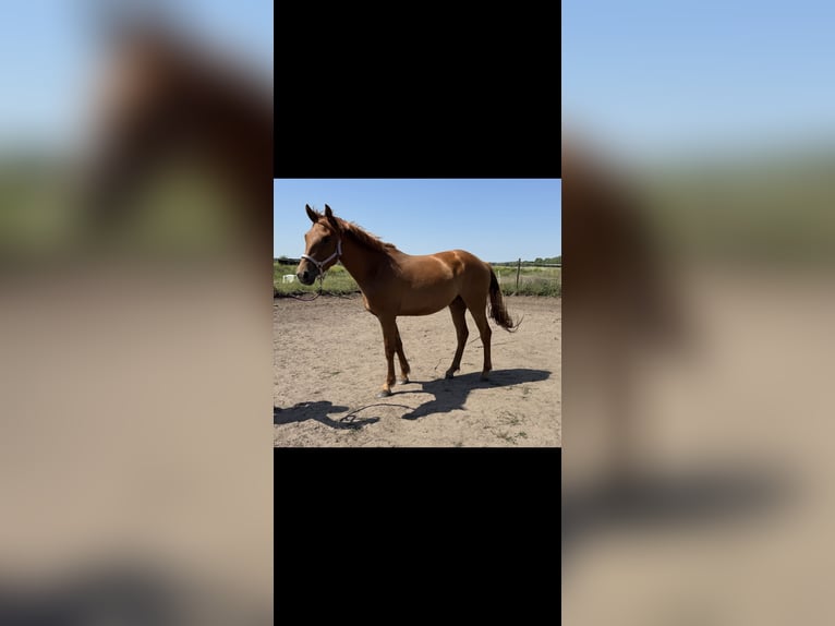 German Sport Horse Mare 3 years 15,2 hh Chestnut-Red in Nauen
