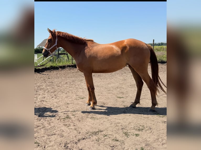 German Sport Horse Mare 3 years 15,2 hh Chestnut-Red in Nauen