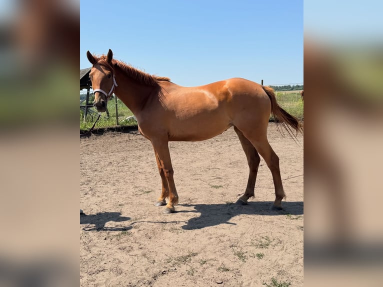 German Sport Horse Mare 3 years 15,2 hh Chestnut-Red in Nauen