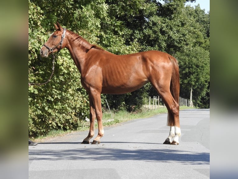 German Sport Horse Mare 3 years 15,2 hh Chestnut-Red in Verl