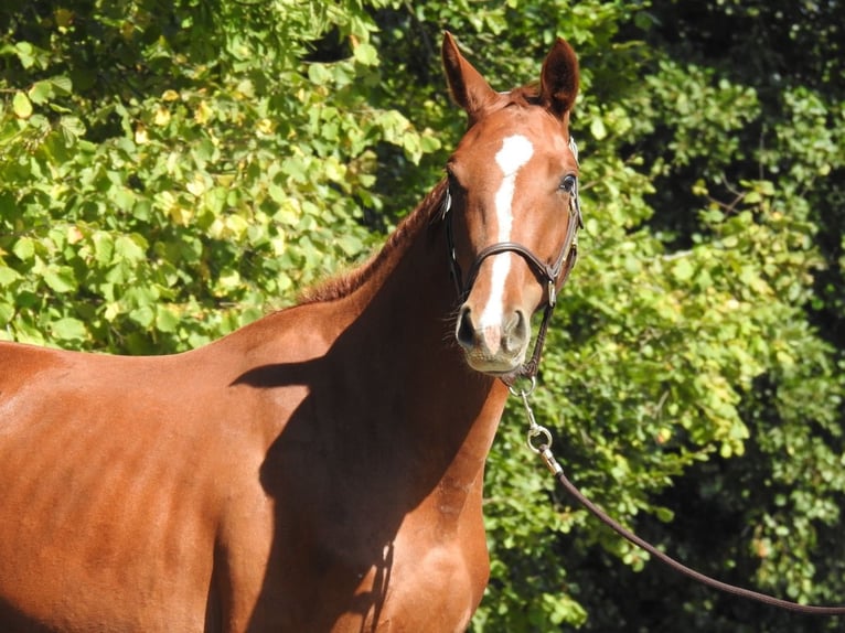 German Sport Horse Mare 3 years 15,2 hh Chestnut-Red in Verl