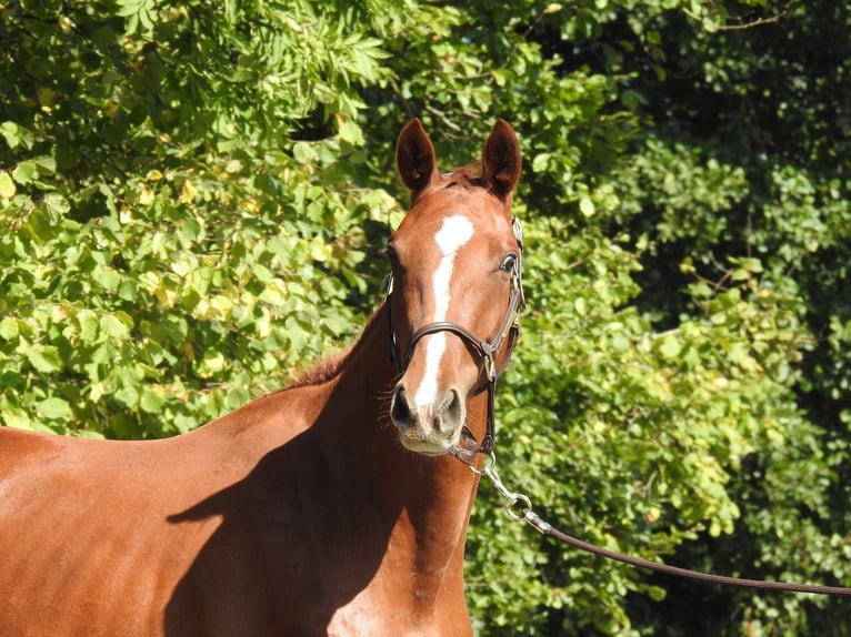 German Sport Horse Mare 3 years 15,2 hh Chestnut-Red in Verl