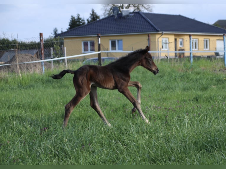 German Sport Horse Mare 3 years 15,3 hh Bay-Dark in Hohenberg-Krusemark