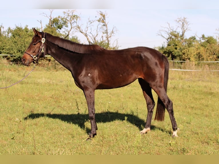 German Sport Horse Mare 3 years 15,3 hh Bay-Dark in Hohenberg-Krusemark