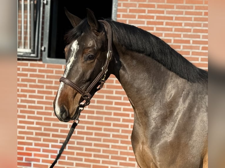 German Sport Horse Mare 3 years 15,3 hh Brown in Zieuwent