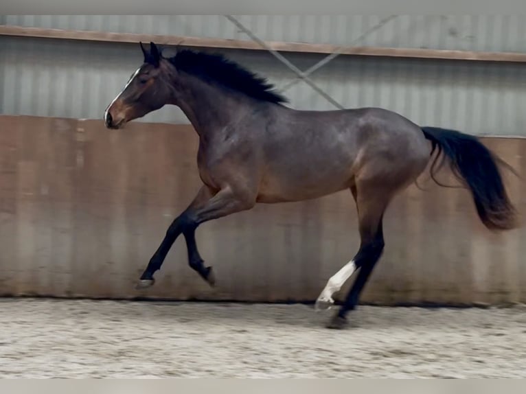 German Sport Horse Mare 3 years 15,3 hh Brown in Zieuwent