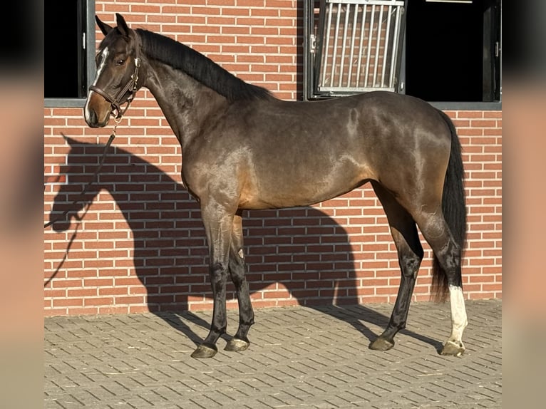 German Sport Horse Mare 3 years 15,3 hh Brown in Zieuwent