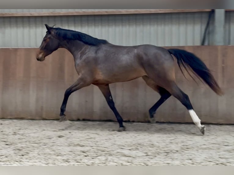 German Sport Horse Mare 3 years 15,3 hh Brown in Zieuwent
