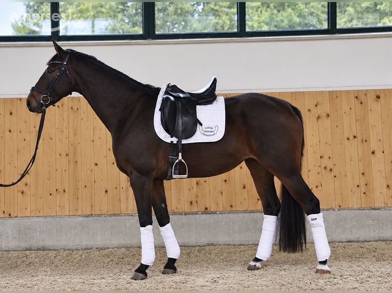 German Sport Horse Mare 3 years 16.1 hh Bay-Dark in Rheine
