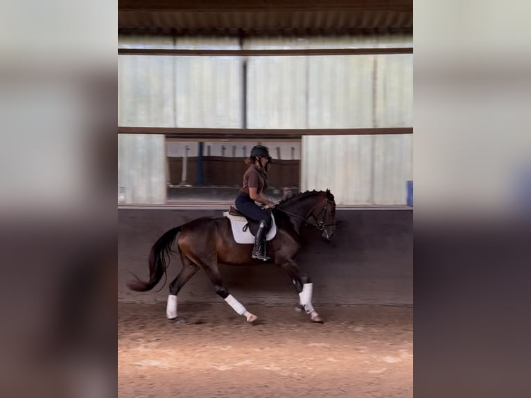 German Sport Horse Mare 3 years 16.1 hh Bay-Dark in Hanau