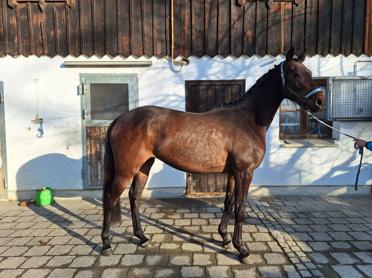 German Sport Horse Mare 3 years 16,1 hh Bay-Dark in Pähl