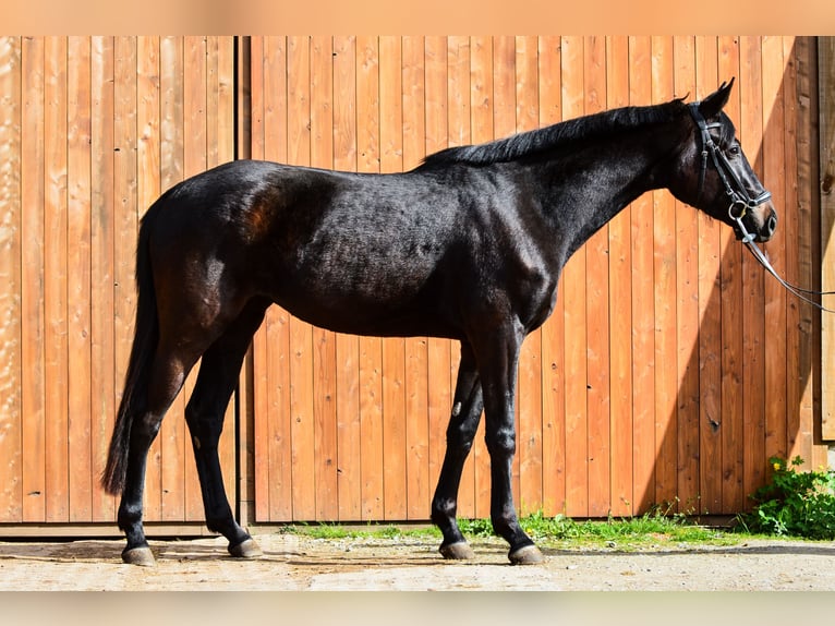 German Sport Horse Mare 3 years 16,1 hh Black in Renthendorf