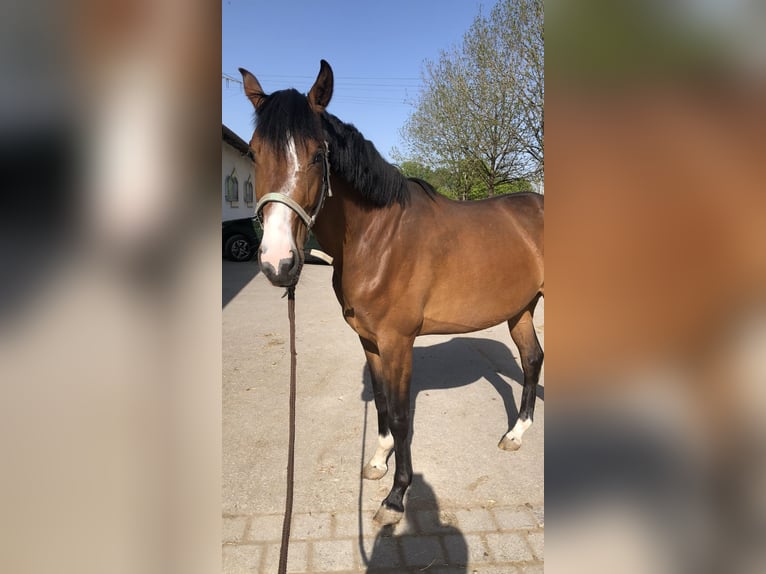 German Sport Horse Mare 3 years 16,1 hh Brown in Neunkirchen