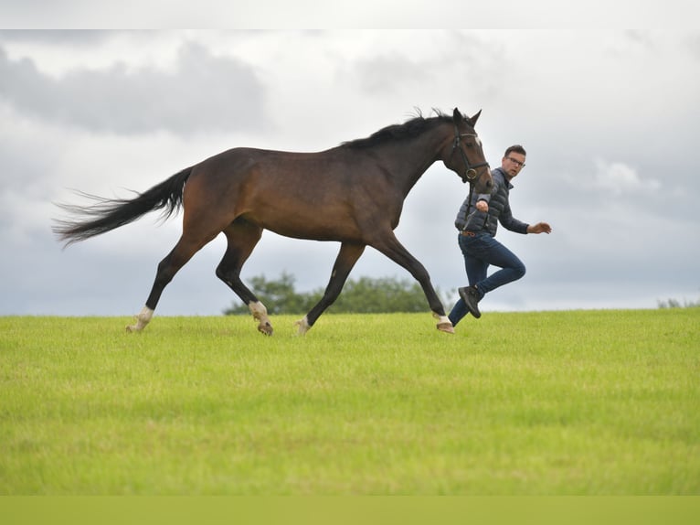 German Sport Horse Mare 3 years 16,1 hh Brown in Radevormwald