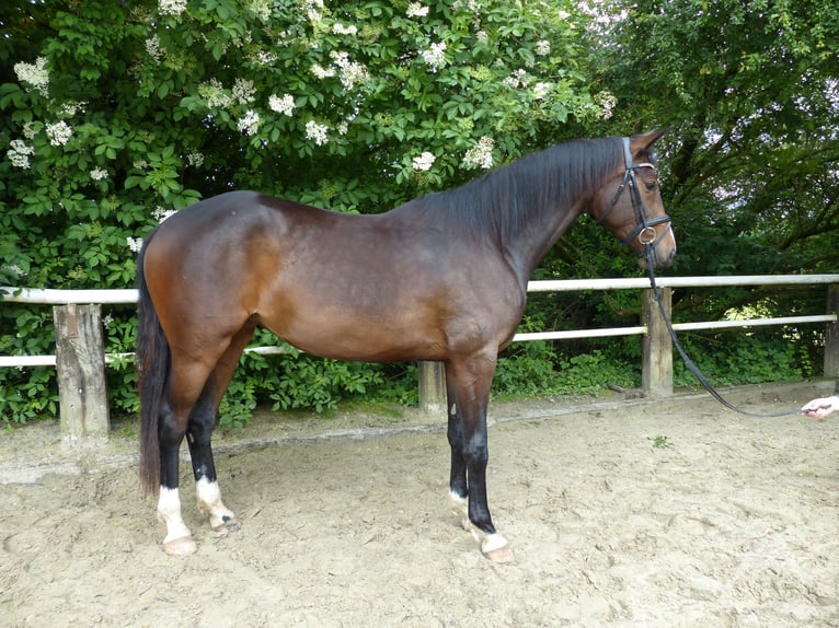 German Sport Horse Mare 3 years 16,1 hh Brown in Radevormwald