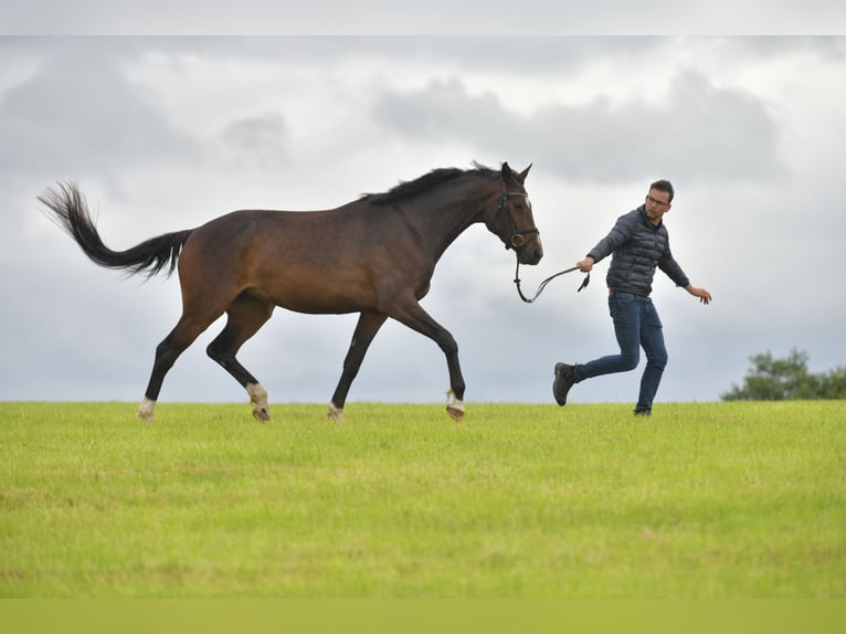 German Sport Horse Mare 3 years 16,1 hh Brown in Radevormwald