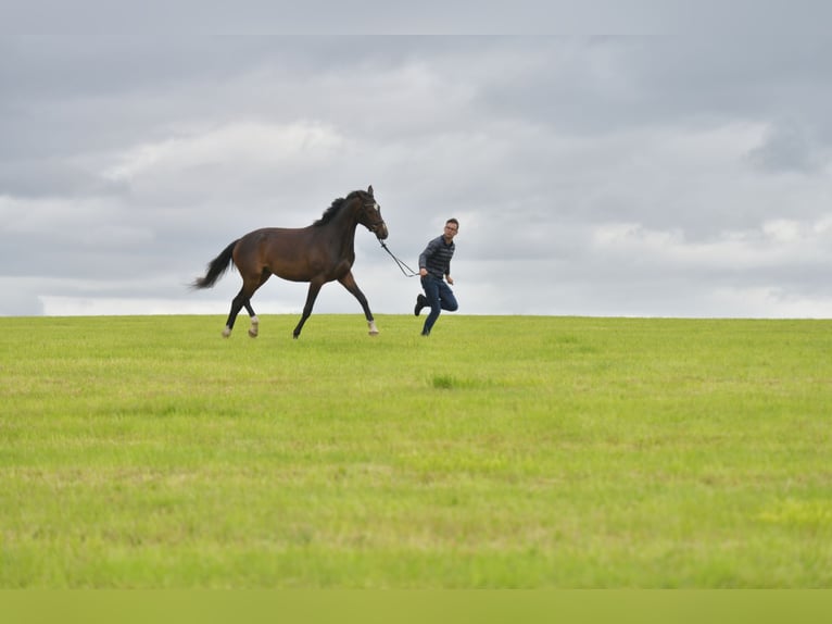 German Sport Horse Mare 3 years 16,1 hh Brown in Radevormwald