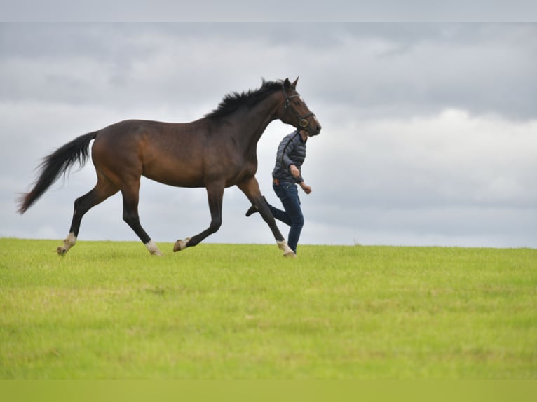 German Sport Horse Mare 3 years 16,1 hh Brown in Radevormwald