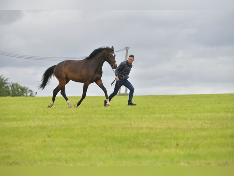 German Sport Horse Mare 3 years 16,1 hh Brown in Radevormwald