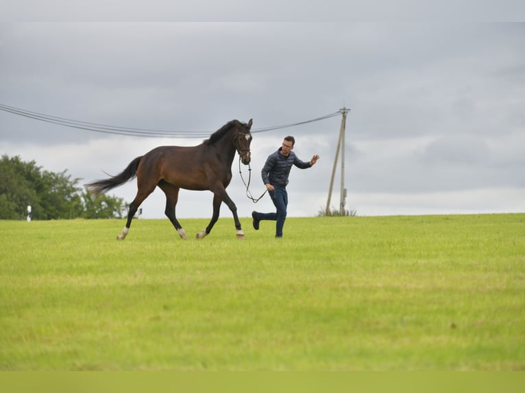 German Sport Horse Mare 3 years 16,1 hh Brown in Radevormwald