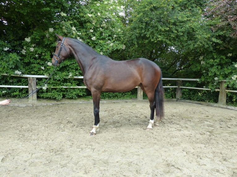 German Sport Horse Mare 3 years 16,1 hh Brown in Radevormwald