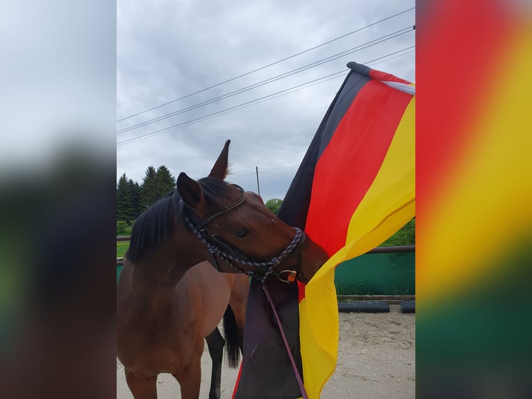 German Sport Horse Mare 3 years 16.1 hh Brown in Herrnhut