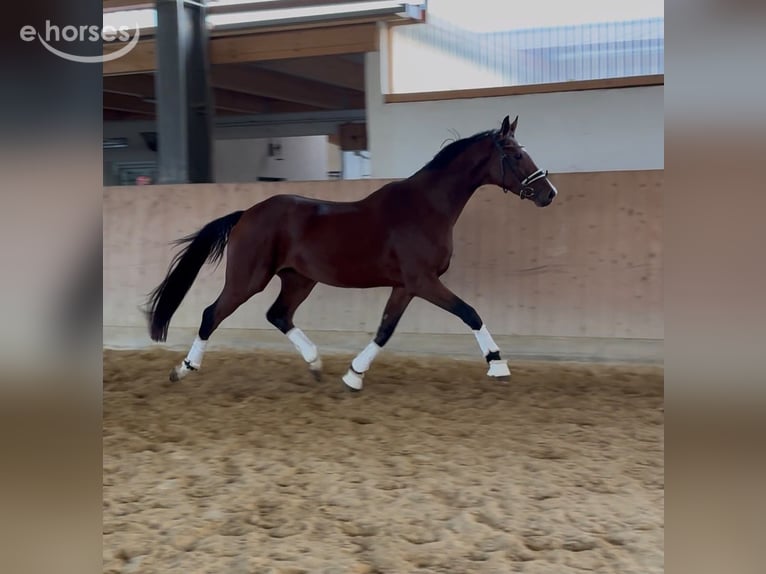 German Sport Horse Mare 3 years 16.1 hh Brown in Westerheim