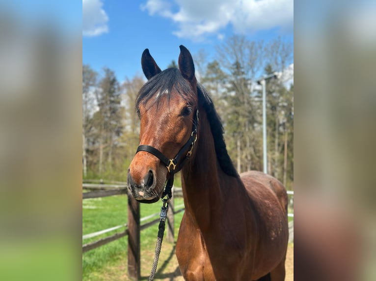 German Sport Horse Mare 3 years 16.1 hh Brown in Laaber