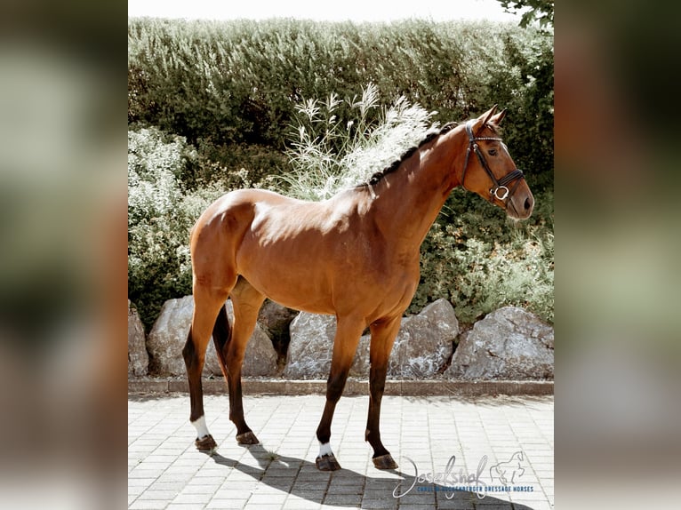 German Sport Horse Mare 3 years 16,1 hh Brown in Oberstadion