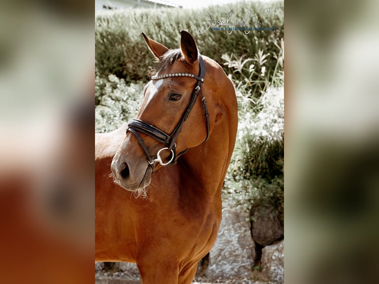 German Sport Horse Mare 3 years 16,1 hh Brown in Oberstadion