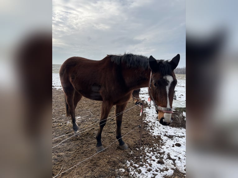 German Sport Horse Mare 3 years 16.1 hh Brown in Hohenstein-Ernstthal