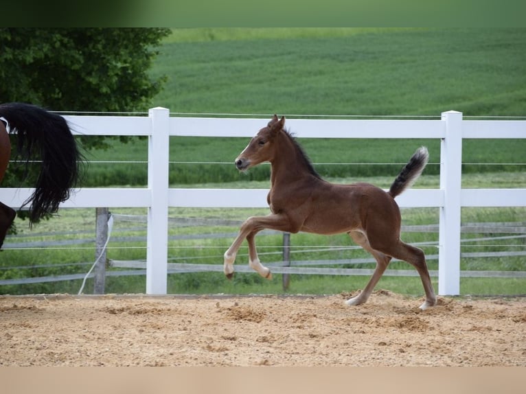 German Sport Horse Mare 3 years 16,1 hh Brown in Fichtenberg