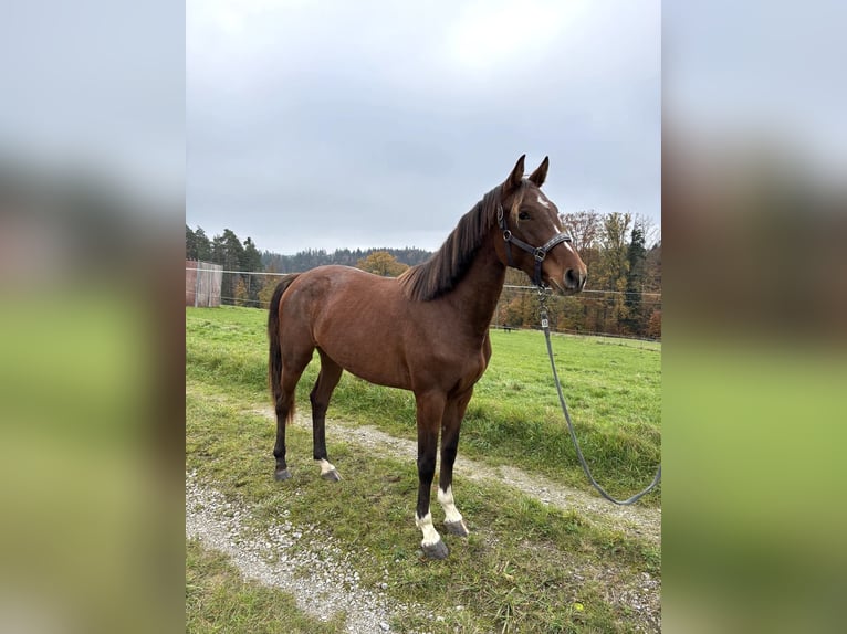 German Sport Horse Mare 3 years 16,1 hh Brown in Fichtenberg