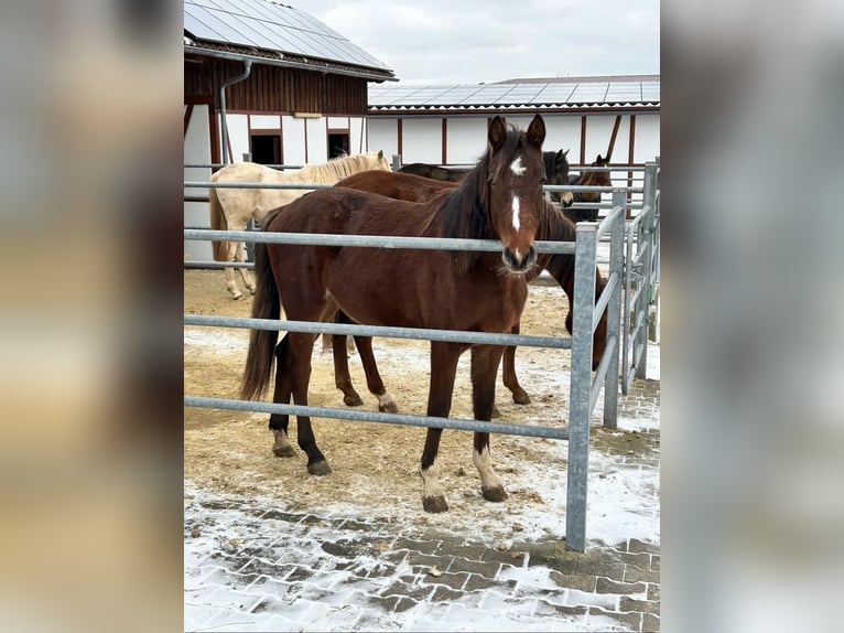 German Sport Horse Mare 3 years 16,1 hh Brown in Fichtenberg