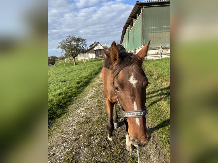 German Sport Horse Mare 3 years 16,1 hh Brown in Fichtenberg