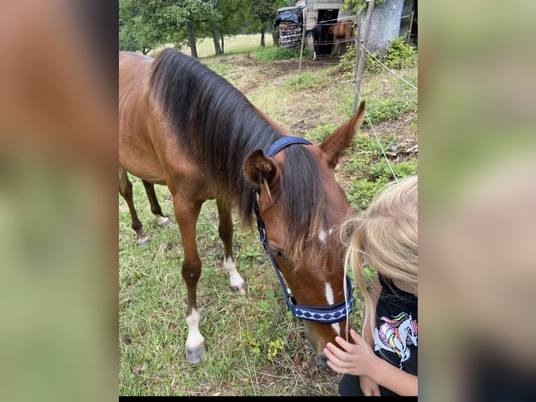 German Sport Horse Mare 3 years 16,1 hh Brown in Fichtenberg