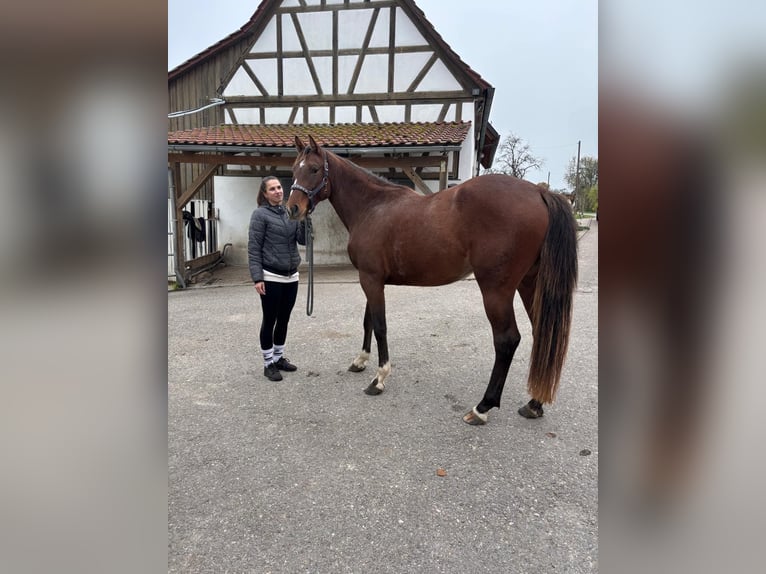 German Sport Horse Mare 3 years 16,1 hh Brown in Fichtenberg