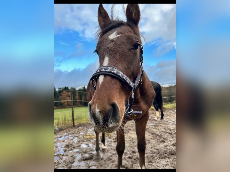 German Sport Horse Mare 3 years 16,1 hh Brown in Fichtenberg