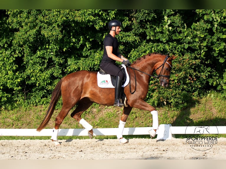 German Sport Horse Mare 3 years 16,1 hh Chestnut in Lübeck