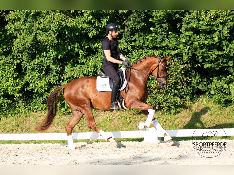German Sport Horse Mare 3 years 16,1 hh Chestnut in Lübeck