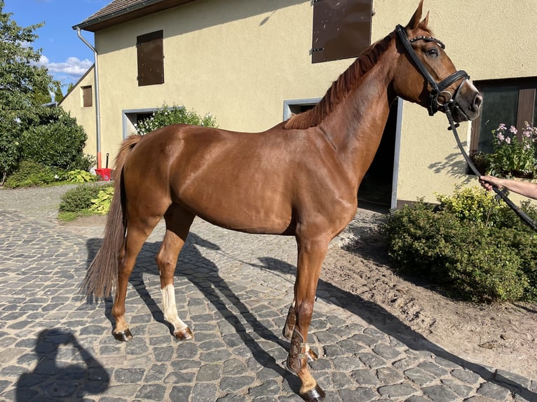 German Sport Horse Mare 3 years 16.1 hh Chestnut in Wittstock