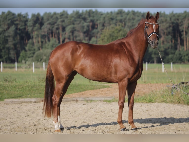 German Sport Horse Mare 3 years 16,1 hh Chestnut-Red in Wilhermsdorf