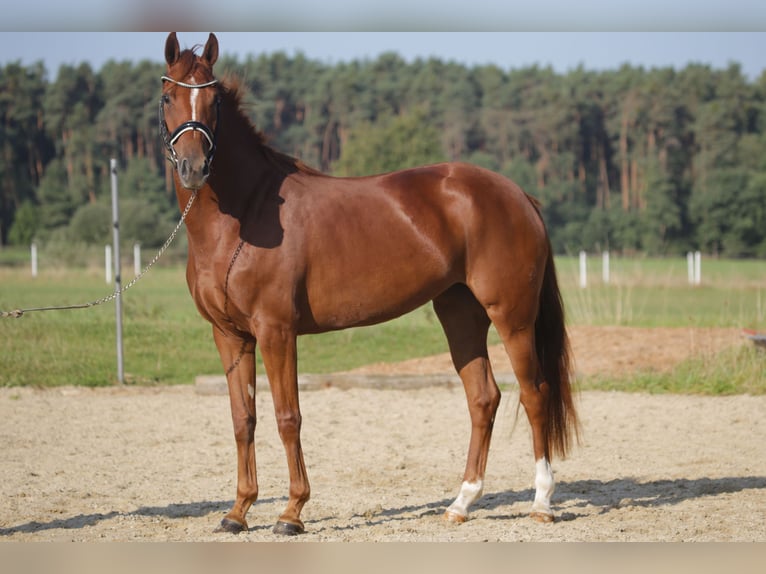 German Sport Horse Mare 3 years 16,1 hh Chestnut-Red in Wilhermsdorf