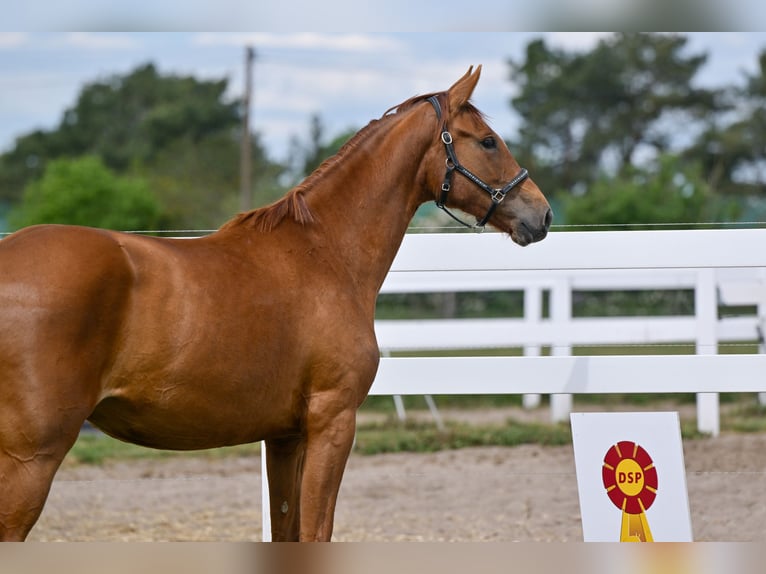 German Sport Horse Mare 3 years 16.1 hh Chestnut-Red in Schönwalde-Glien