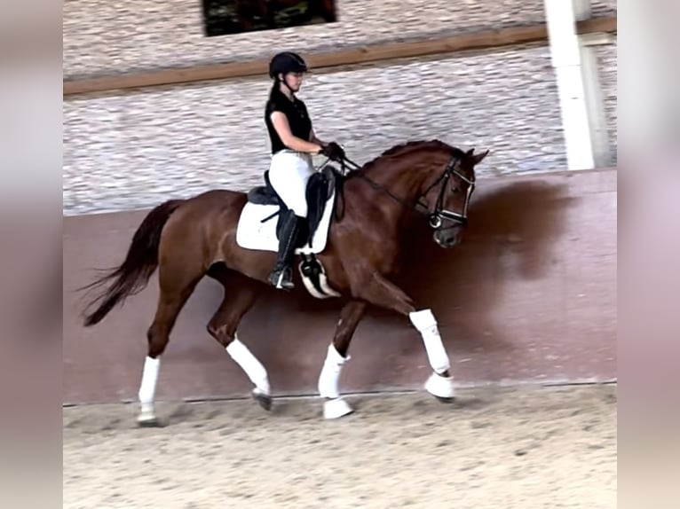 German Sport Horse Mare 3 years 16,1 hh Chestnut-Red in Wehringen