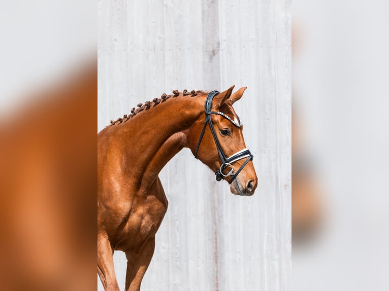 German Sport Horse Mare 3 years 16.1 hh Chestnut-Red in Schwäbisch Gmünd