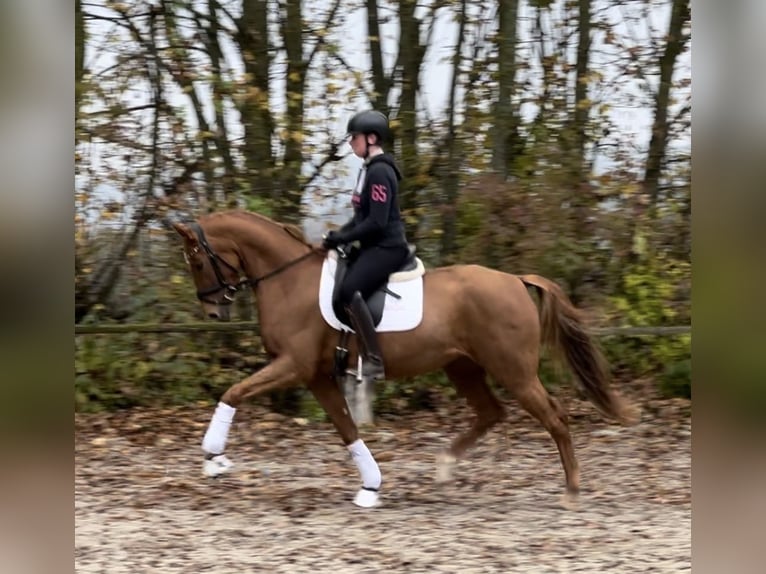 German Sport Horse Mare 3 years 16,1 hh Chestnut-Red in Ubstadt-Weiher