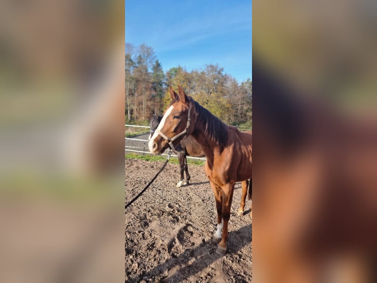 German Sport Horse Mare 3 years 16,1 hh Chestnut-Red in Laaber